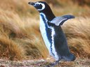 Pinguino de la colonia de Otway cerca de Punta Arenas