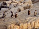  Pingüinos de Humboldt en la isla 